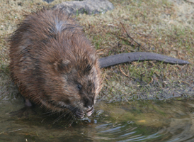 Common Muskrat